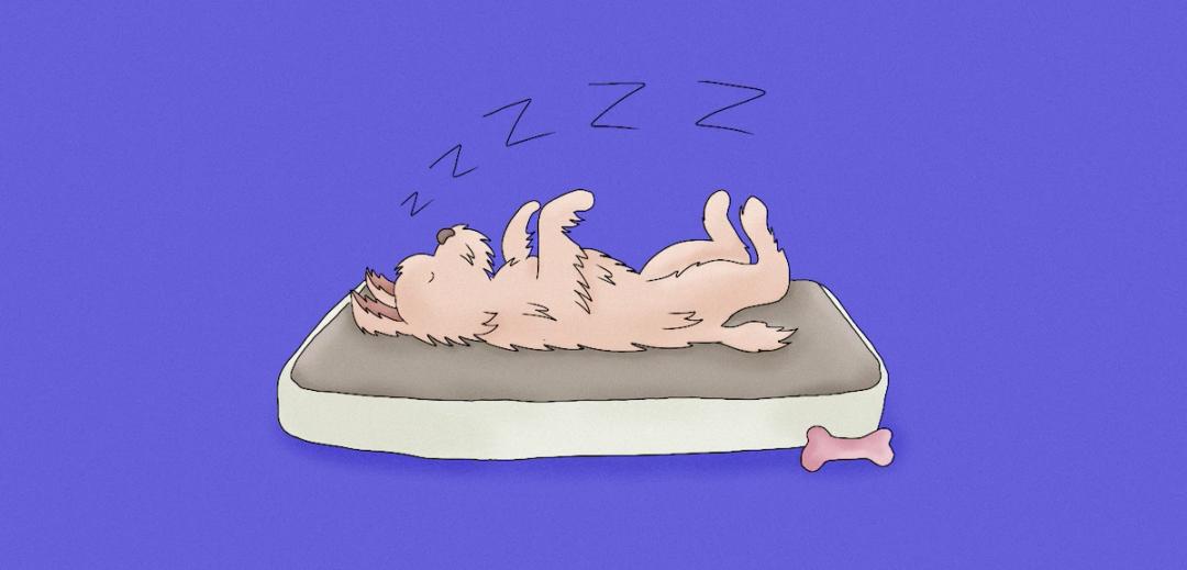 How To Tell If Your Dog Is Dreaming?